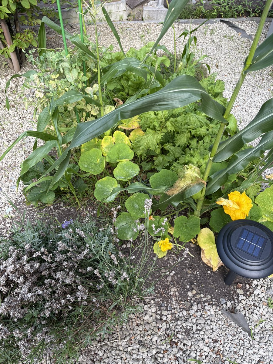 Ken_natureFarm's tweet photo. 【チャレンジ113日目】🌱
113日目の庭

とうもろこしのヒゲが徐々に茶色になってきました🥸

#自然農法 #家庭菜園 #コンポスト #北海道 https://t.co/Ehdas6dXcC