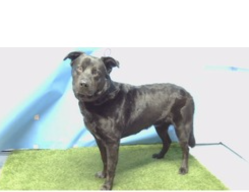NHLBalerts's tweet photo. 🚨 Gotham the heeler lab mix   in Los Angeles County: Carson / Gardena, CA ID A5778963, is URGENT! LAST CALL! https://t.co/MHUtF4YTbk
#cattledog #AdoptDontShop #RescueDog #ShelterDog #FosterNeeded #UrgentDogs #california https://t.co/LwVxUOTy8E