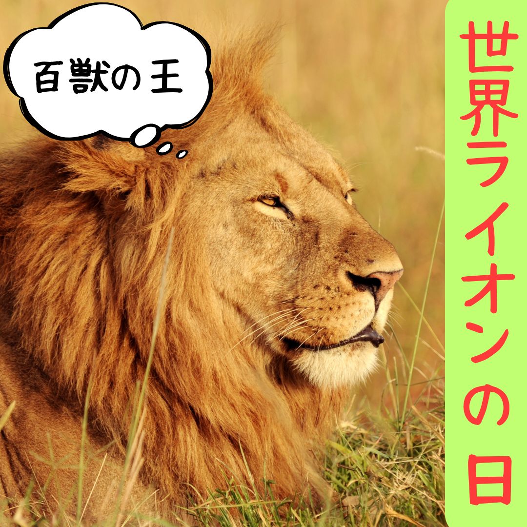 CIC_TeamSNS's tweet photo. おはようございます。
今日は、＃世界ライオンの日。
ライオンの学名(正式名称)は、パンテラ・レオ。
かっこいい名前ですね(^-^)
今日もよろしくお願いいたします。
＃道の日
＃スヌーピーの日
＃かっぱえびせんの日
＃鳩の日
＃はとむぎの日
＃焼き鳥の日 https://t.co/Ex7Pomixek