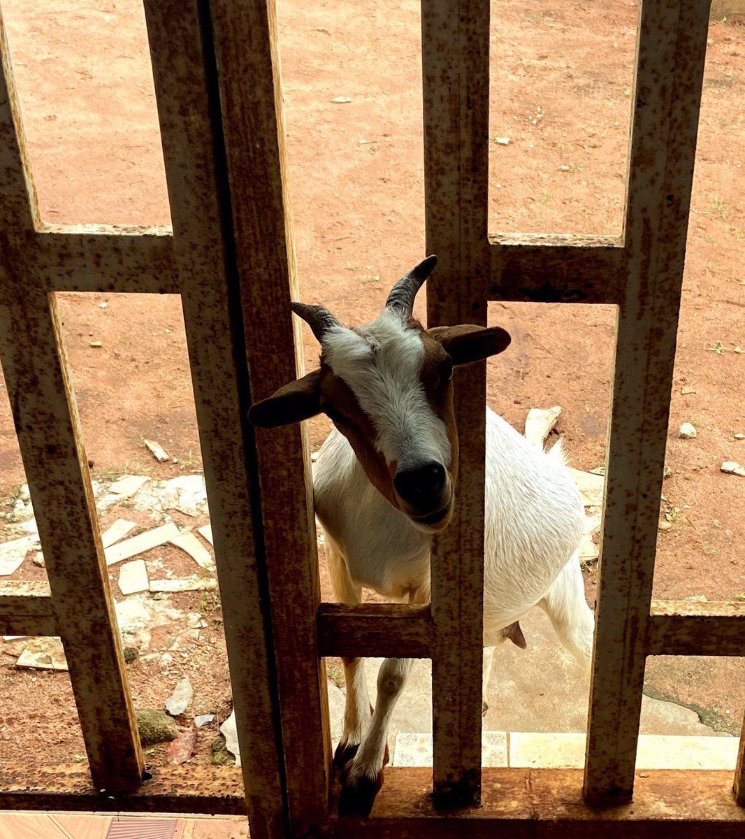 odogunkevwei's tweet photo. Nigeria’s religious freedom is under attack.

Christians fear going to church because of insecurity. Muslims face discrimination and religious labeling. Traditional shrines are destroyed. Worshippers are threatened, kidnapped or killed.

Everyone deserves the freedom to worship https://t.co/h5uJWjfHDj