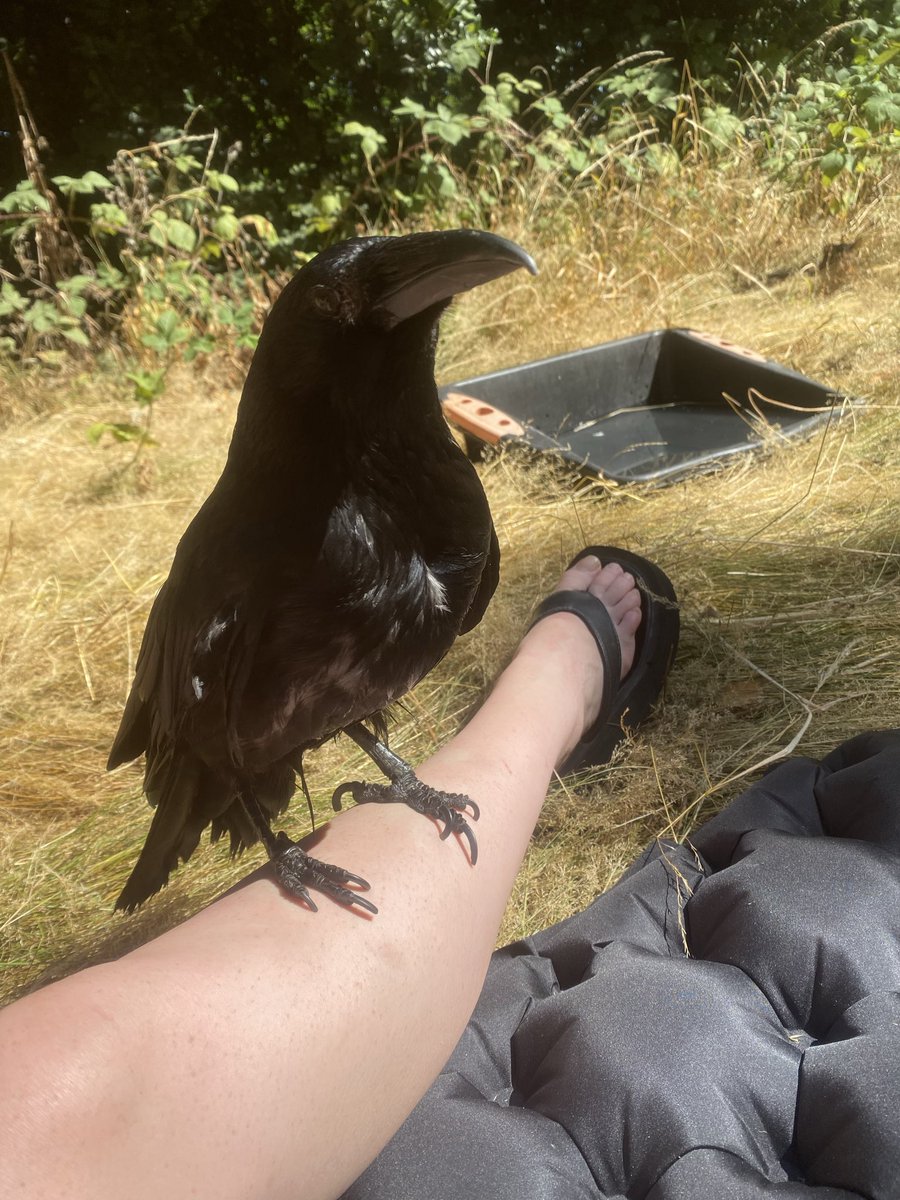 Just_a_Domme's tweet photo. Hot Findomme girl who likes spoiling herself and her pet crow. Starting over with a brand new page. 
I might give you some of my time in exchange but… full disclosure; I probably won’t 🤷🏻‍♀️😆✨ https://t.co/lS2ijizSHd