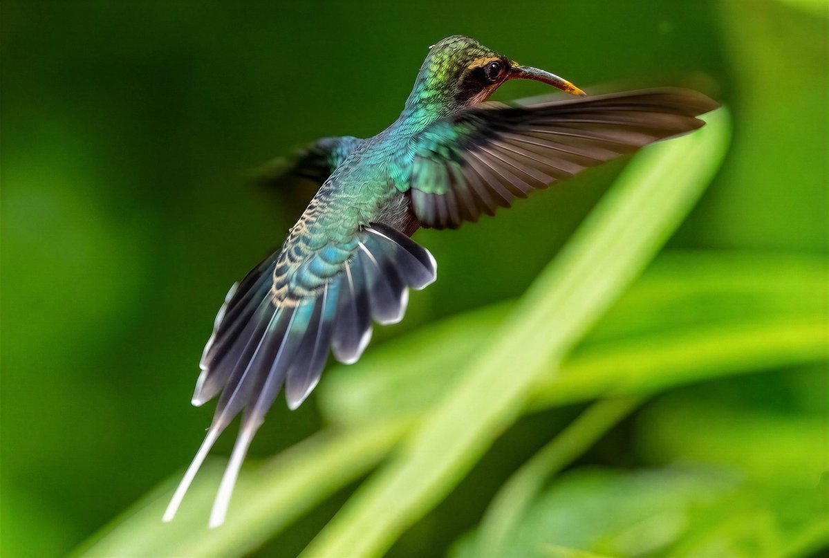 mitoGFP's tweet photo. Tawny-bellied hermit and Green hermit 📍Ecuador.
#birdseenin2026 #birds #birdphotography #hummingbird #birdsofecuador #Ecuador #sonyA1 #birdsoftwitter https://t.co/WQV1rvZHp7