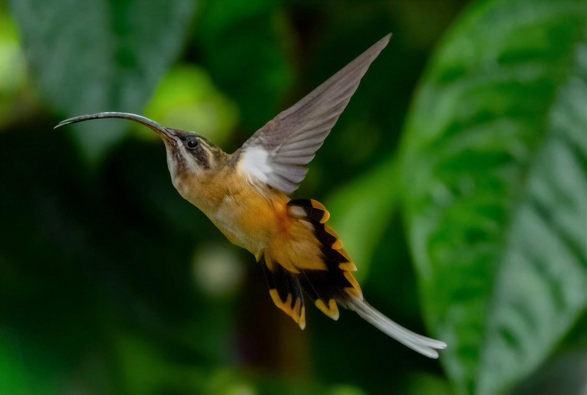mitoGFP's tweet photo. Tawny-bellied hermit and Green hermit 📍Ecuador.
#birdseenin2026 #birds #birdphotography #hummingbird #birdsofecuador #Ecuador #sonyA1 #birdsoftwitter https://t.co/WQV1rvZHp7