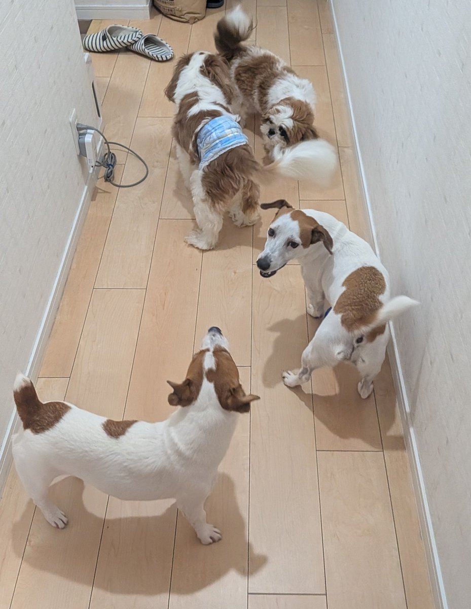 pepenoa220's tweet photo. お盆だよ、親戚大集合🐶🐶🐶🐶
見よ！この圧倒的な垂れ耳・茶・白色率を！
ふはははははは😄

ちな、あと1頭茶白のシーズーいます😎

#ジャックラッセルテリア
#シーズー
#キャバリア
#犬のいる暮らし https://t.co/2HVLhExPxU
