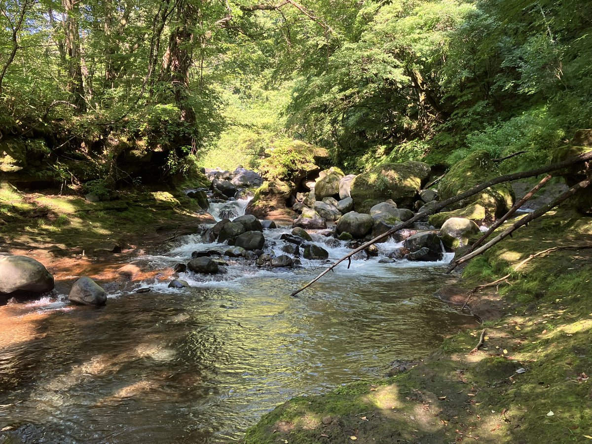 SHhiroaki222's tweet photo. 【8/10実況！渓流速報①】
皆様おはようございます😃　
本日は本格的に偵察です！
冷川周辺の数ある支流の１つに入りました🏃🏃🏃

8:30現在　気温20℃ 水温11℃

先行者がいますが、偵察なので構わず前進します🫡

#渓流釣り #ルアー #冷川 #開田高原 #ヤマトイワナ https://t.co/DgW7mVksKd