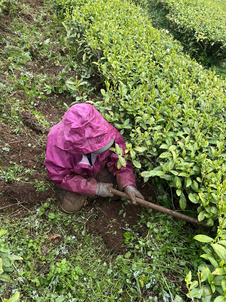 daikouen56's tweet photo. 安心を支えているのは、人の手です。
除草剤に頼らず、根から一本ずつ手で抜いきます。草刈り機で刈るだけでは、草はすぐに生えてきます。安いものにも、高いものにも、理由があり、価格には、見えない作業も含まれています。 https://t.co/vRkXSiWWtY