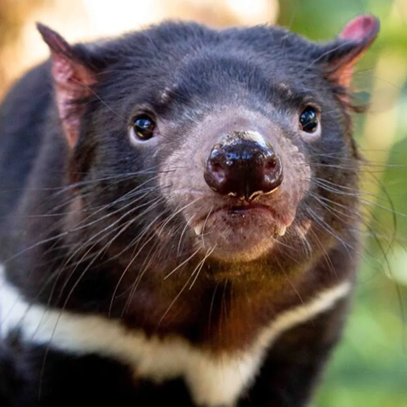 1Hope4Human1ty's tweet photo. The Tasmanian devil, the world's largest carnivorous marsupial animal (after the extinction of the thylacine that I had mentioned a few days ago) with a very screaming call. https://t.co/gKIfKjfo99
