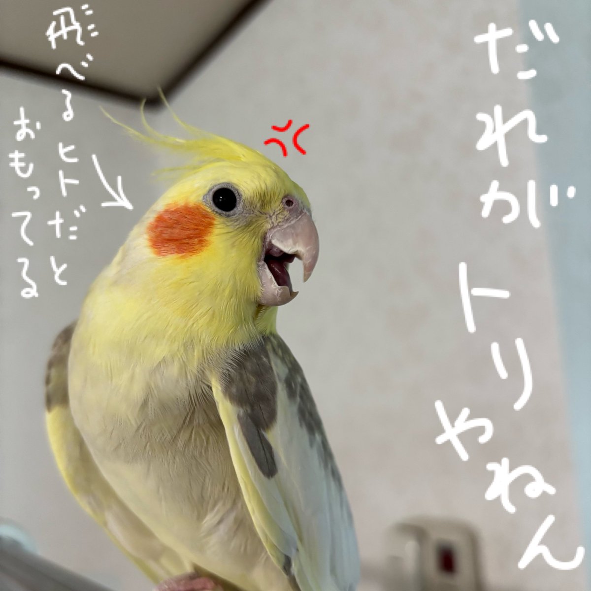 yu9621do's tweet photo. 今日は鳥と人との共生の日です
これからも我々人とくるみちゃん達鳥との仲良い生活を続けていきましょうね https://t.co/R1JnFknToR