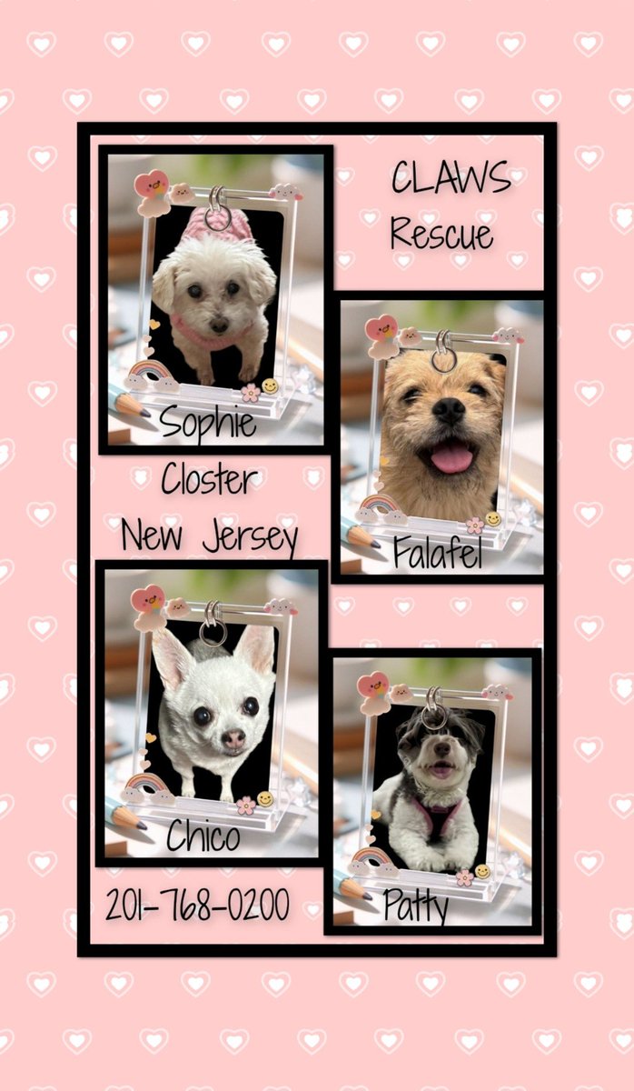 WestEndLondon8's tweet photo. Look at these little ones in New Jersey!
#NewJersey #Jersey #Closter #CherryHill #Trenton #NewYorkCity #NewYork #NYC #NY #Brooklyn #Queens #Manhattan #StatenIsland #LongIsland #Hamptons #Montauk #GreenwichVillage #CentralPark #CityIsland #FireIsland #UWS #UES #Rochester #Buffalo https://t.co/U5kazDKlyI