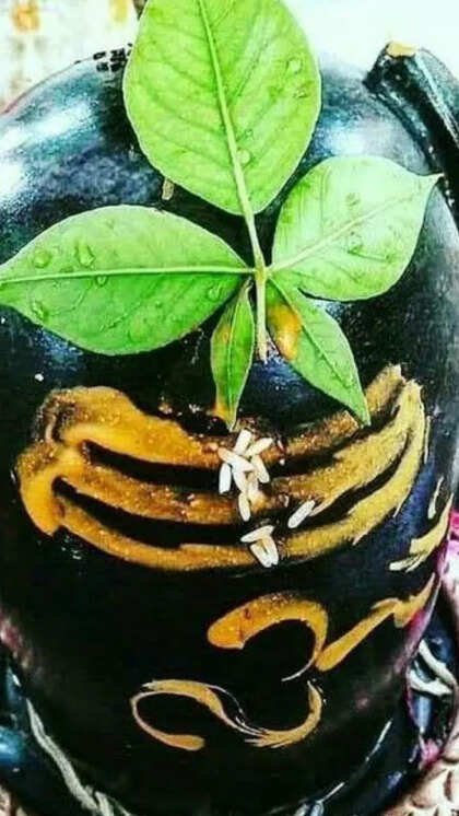 Sharmakrishna6's tweet photo. काशी क्षैत्र निवासिना,
कालभैरव पूजनम्।
कोटि कन्या महादानम,
एक बिल्वपत्र शिवार्पणम्।
त्रिदलम् त्रिगुणाकारम्,
त्रिनैत्रम् त्रायुधम्।
त्रिजन्म पाप संहारम्
एक बिल्वपत्र शिवार्पणम्।
दर्शनम बिल्वपत्रस्य,
स्पर्शपापनाशनम।
अघोरपाप संहारम,
एक बिल्वपत्र शिवार्पणम।
ॐ नमः शिवाय् https://t.co/JxUrf620X6