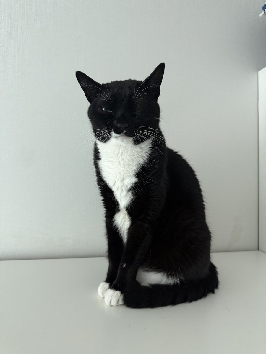 ollyonecat's tweet photo. 아직은 졸린 월요일.
“모두 힘내라냐!!” https://t.co/PuXPmaZJkE