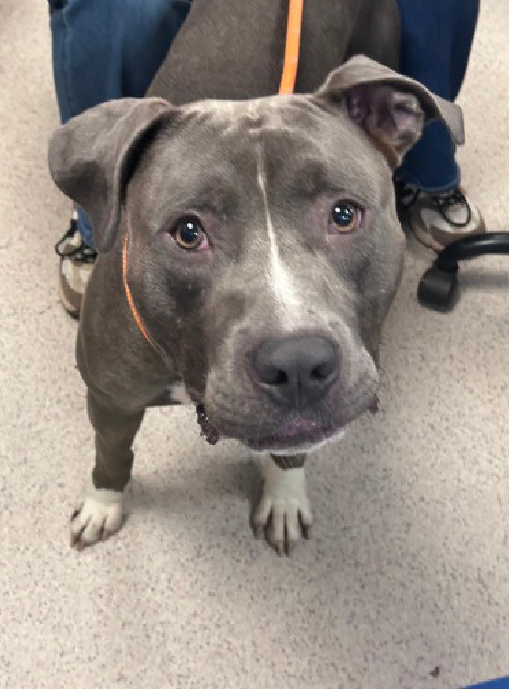 notthesameone2's tweet photo. 🐾1-y/o Bluee surrendered after 3 months w/ owner end of June. Listed for jumping at his kennel door all day - wants out :( Social, very friendly - came in giving everyone hugs. Earned 2nd best behavior rating, playful w/ strangers, kids & dogs. Loves long walks. Needs a foster offer by 8/11: https://t.co/CSJCrETdGh