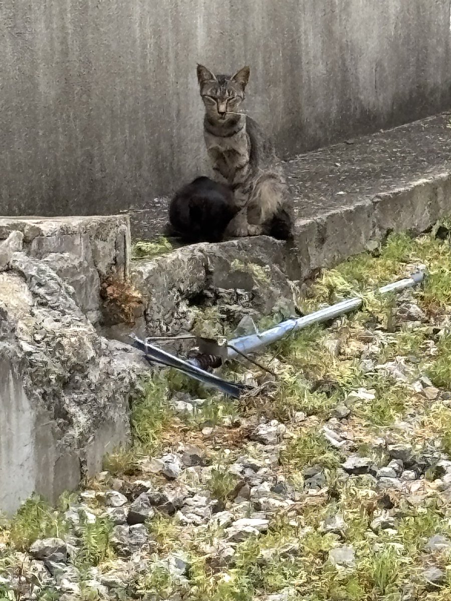 himuro_1007_'s tweet photo. 野良猫ちゃんたち🐈

大人の猫さん首のとこ怪我してるけど
ケンカしたんかな⁉️早く治るといいな❤️

少し離れてとこに子猫ちゃんたち
痩せてるけど大丈夫かな⁉️ https://t.co/mI6z8VOuiL