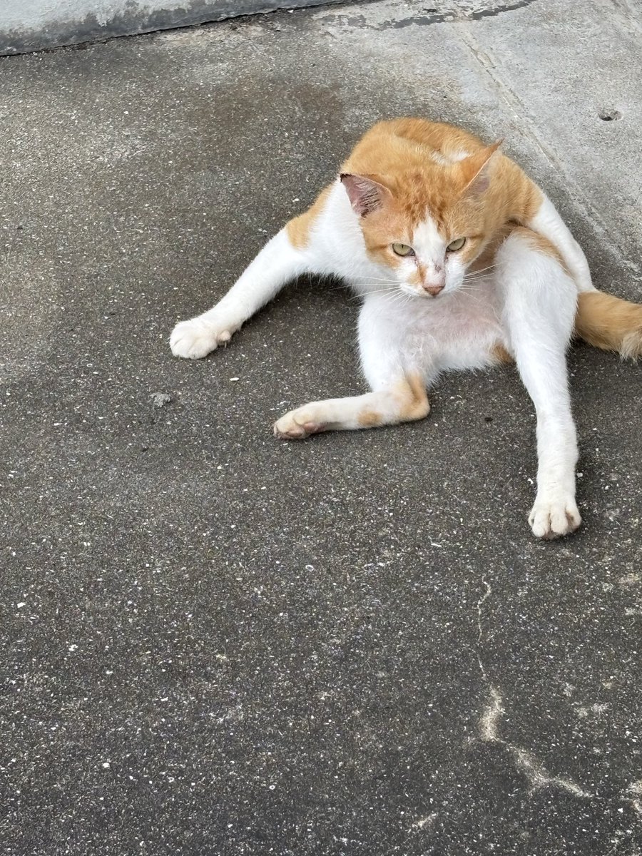 himuro_1007_'s tweet photo. 野良猫ちゃんたち🐈

大人の猫さん首のとこ怪我してるけど
ケンカしたんかな⁉️早く治るといいな❤️

少し離れてとこに子猫ちゃんたち
痩せてるけど大丈夫かな⁉️ https://t.co/mI6z8VOuiL