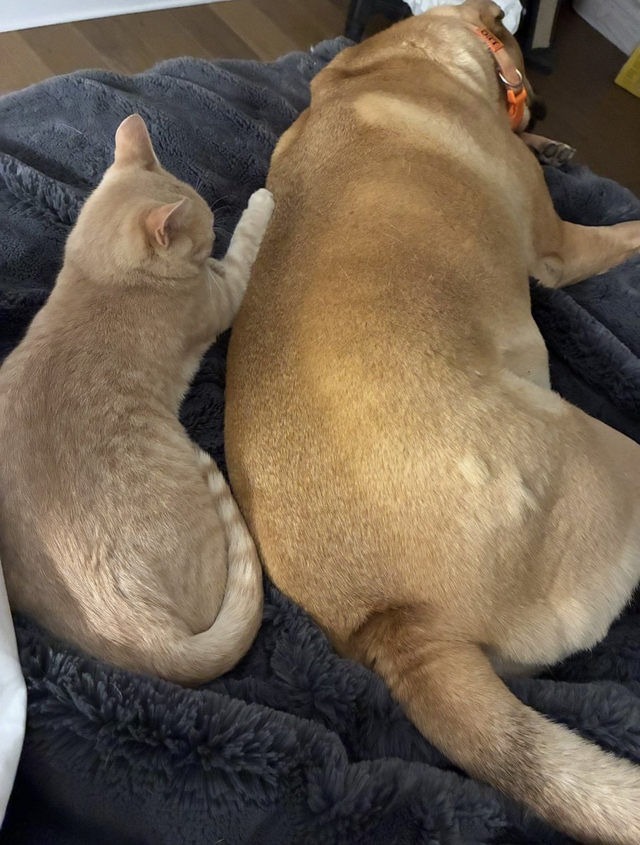 dogtor_d's tweet photo. @Joeinblack Praying for the return of Bob 🙏♥️ https://t.co/mvIDPewX8d