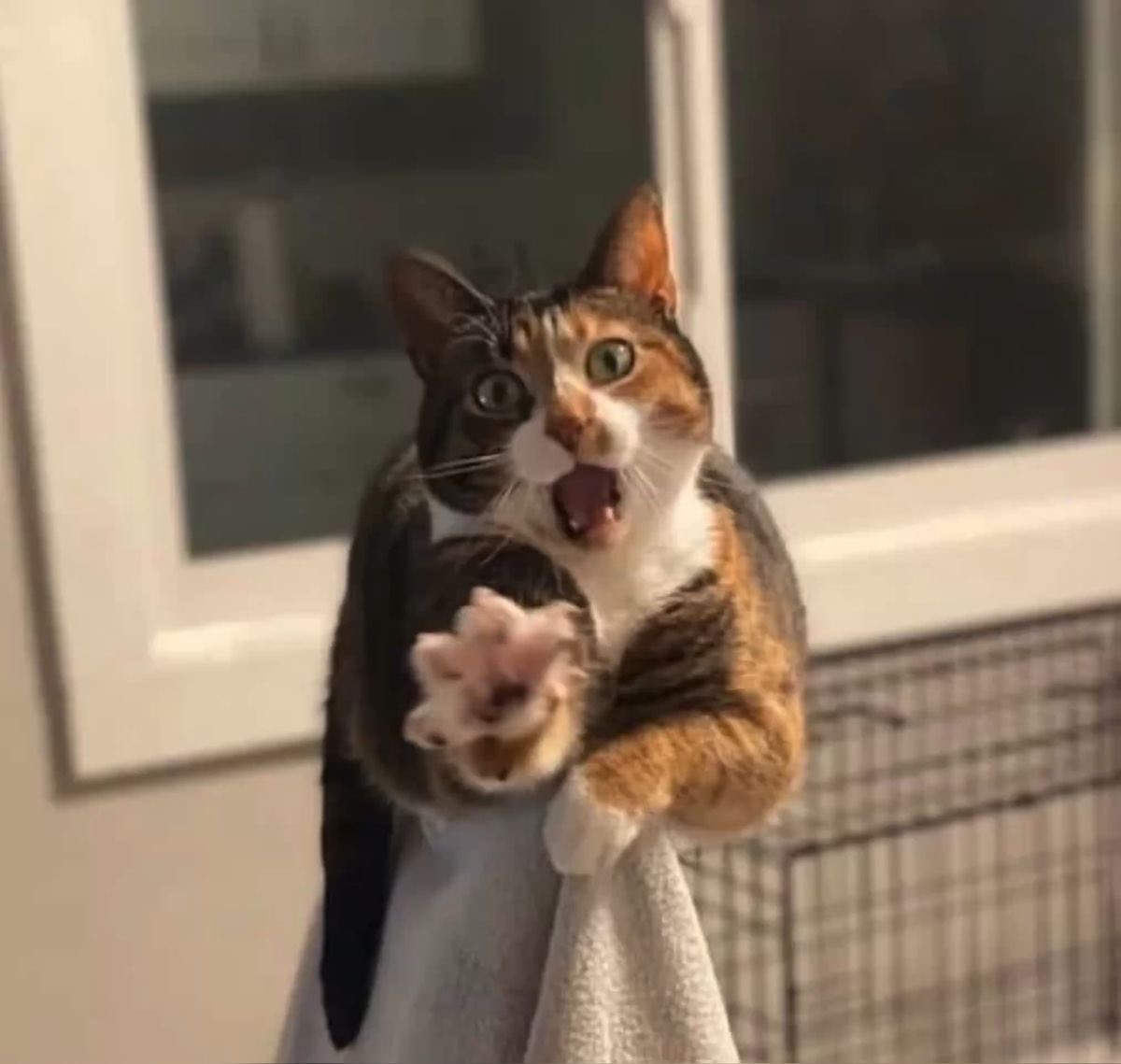 twaniimals's tweet photo. https://t.co/vYwHekNezC