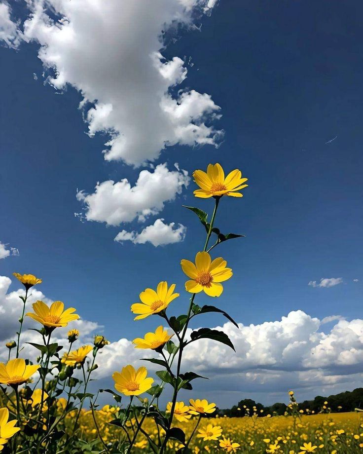 MARY_ESMAEELI's tweet photo. ☀️
Good morning dear friends https://t.co/sR78AjGuaj