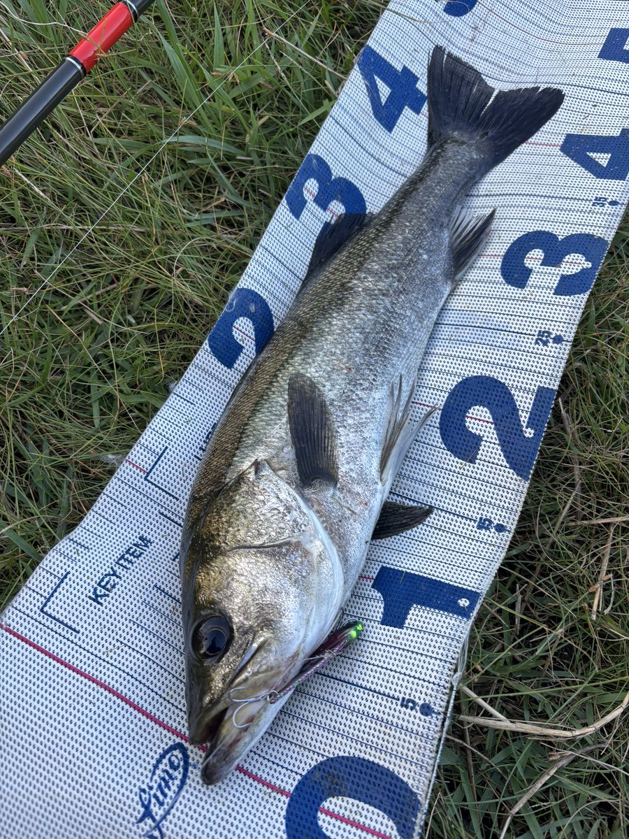 daiP_A_LUNKER's tweet photo. 真夏ッ🌞!!
奇跡の1本!!

#SEABASS
#シーバス
#POPSEACREW
#CANNA15
#fimoオリカラ
#YUKARI考案カラー
#グレアダラ
#APIA
#Foojin'RS
#PURSUINGALUNKER. https://t.co/zfvyyeAXee