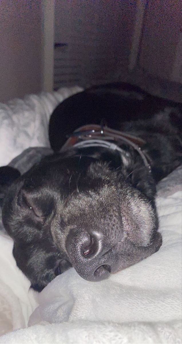 Gigi_Knot's tweet photo. My baby is resting up, saving all his energy… waiting for his time to come hit this pussy hard at midnight 🐕‍🦺💦
Who’s tuning in live? Don’t miss it 🔥
https://t.co/YYnKkmteac
#nsfwtwtًً #puppy #Dogs #USA https://t.co/Nbu2TcycU4