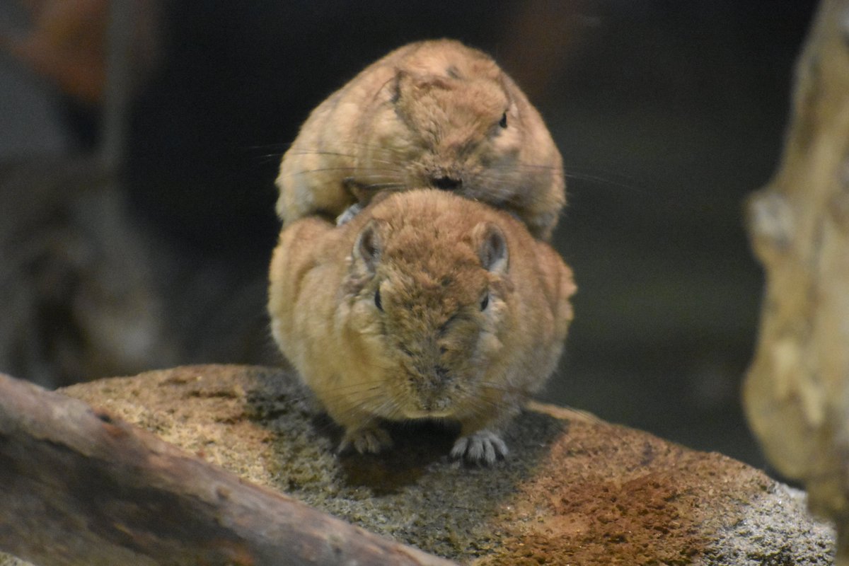 seibutuen_info's tweet photo. 夏休みは休まず毎日開園チュウ！
#グンディ #本日のグンディ
#足立区生物園 #夏休みは18歳まで入園料無料 https://t.co/yeZ9suOvW1