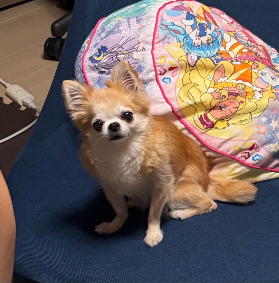 IsYg23's tweet photo. 拗ねてましたか？🐕 ͗ ͗ #ニトリペット布団  #犬好き  #チワワ  #シニア犬  #犬いる暮らし https://t.co/rQXXdhxLEE