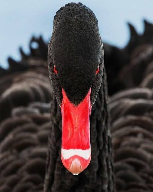 BlackswanTM's tweet photo. In the ambassador program, Blackswan is open for partnership for all 😎

Always Rare and Strong

#rare #MemeMadness #SolanaMemes #SolanaGems https://t.co/uCw2PghMvo