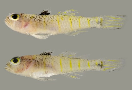 Zootaxa's tweet photo. A new species of the deepwater goby Obliquogobius (#Gobiiformes: #Gobiidae) from the southwestern Indian Ocean
#taxonomy
#newspecies
https://t.co/Oyfs0cmPey https://t.co/5g5llzOE8c