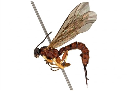 Zootaxa's tweet photo. New record of the genus #Iseropus Förster, 1869 (#Ichneumonidae, #Pimplinae) in Brazil with description of a new species
#taxonomy
#newspecies
https://t.co/Wfxtv87gHJ https://t.co/hL8VsXin9X