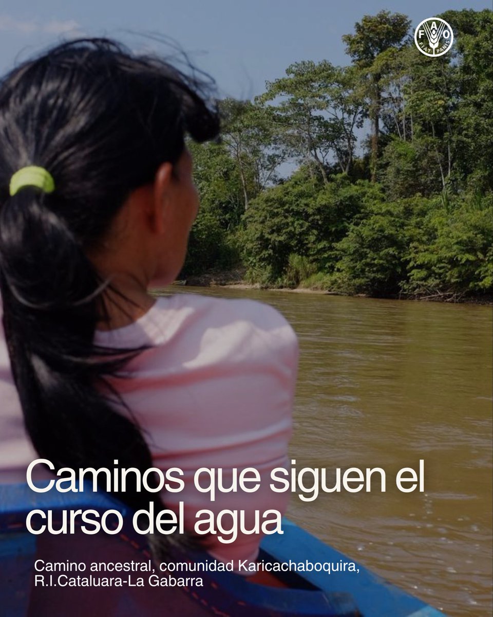 FAO_Colombia's tweet photo. 🧵5/5 Después de siglos de transformaciones, estos caminos continúan articulando comunidades, saberes y generaciones. En este #DíaDeLosPueblosIndígenas, nos acercamos a ellos. 🌿 Hay caminos que no solo llevan a un lugar. También sostienen una forma de ser y permanecer 💫. https://t.co/Kr9YoZHlGn