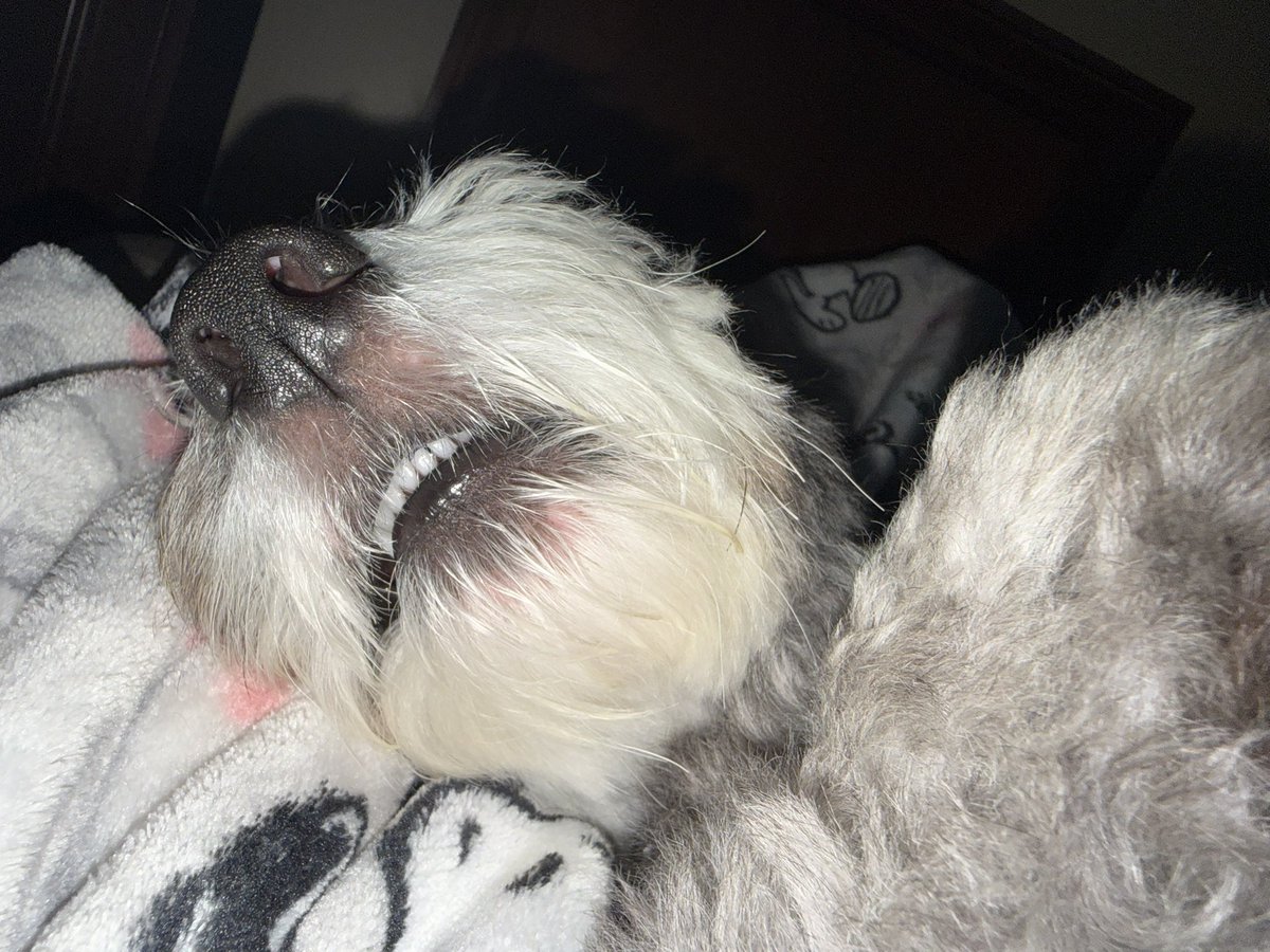 MsDTeaches2035's tweet photo. Today was spent relaxing and obsessing over my dog’s tiny little teeth🥹
Hoping these tiny little teefers can bring me some luck as we head into a new week🐾✨
Anyone else obsessed with their dogs teeth😅
https://t.co/TyqdqkWGhD
#clearthelist #Teachersof𝕏 #amazonwishlist #teacherwishlist