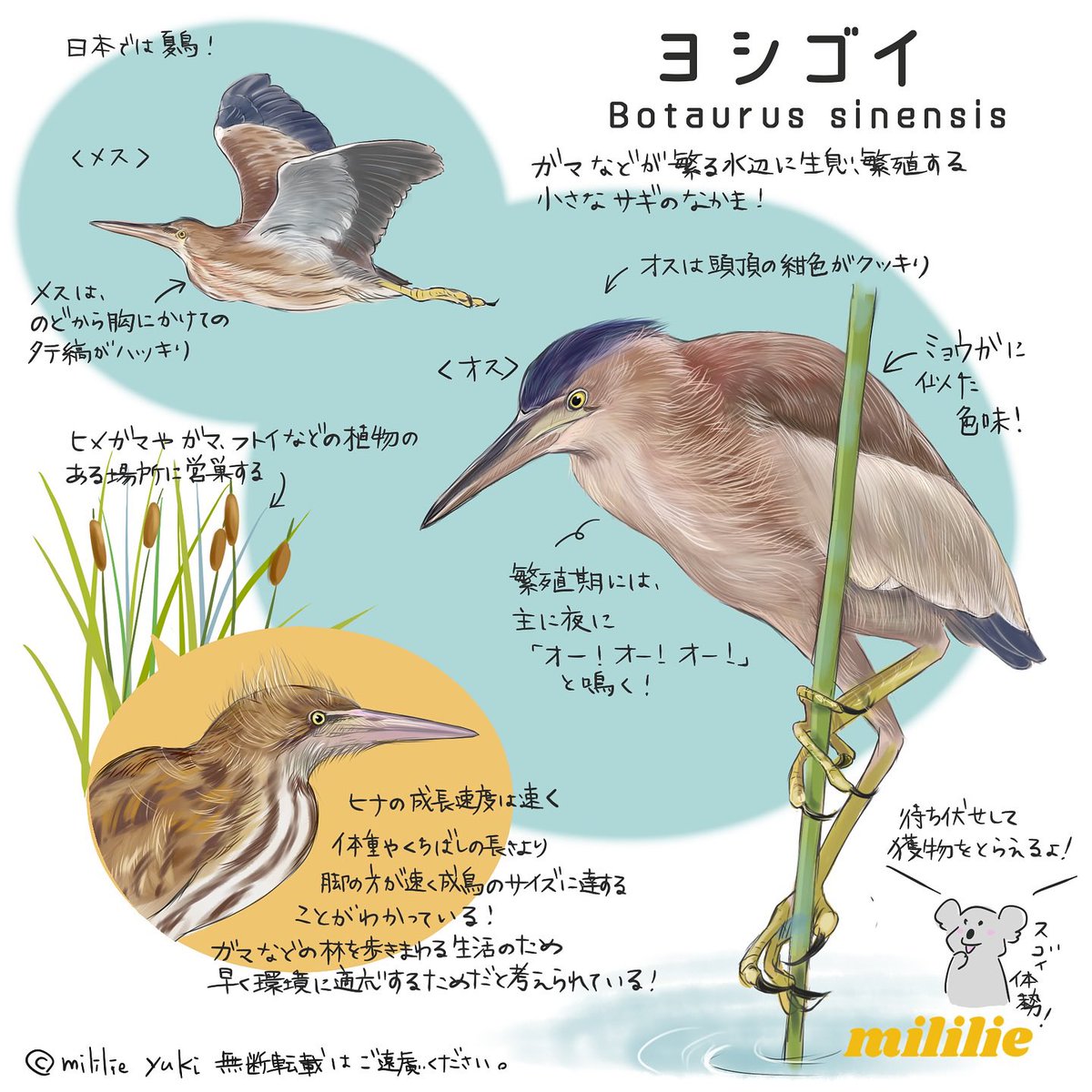 mililie_birds's tweet photo. 新刊『伝統色とトリノイロ』には出てこないけれど、ヨシゴイの体色もとても好きな色味。
オスの頭頂の色もいいよね。
このやわらかな褐色、伝統色になぞらえるなら何色かな？🤭

#伝統色とトリノイロ　#伝トリ https://t.co/eTnAzv4asP
