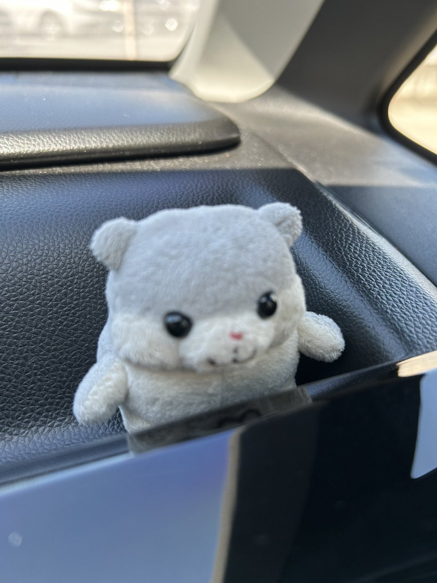 kanonbaaall's tweet photo. きょうも
かわいい？

かわはらじょーとー！ https://t.co/gtEPre2Uih