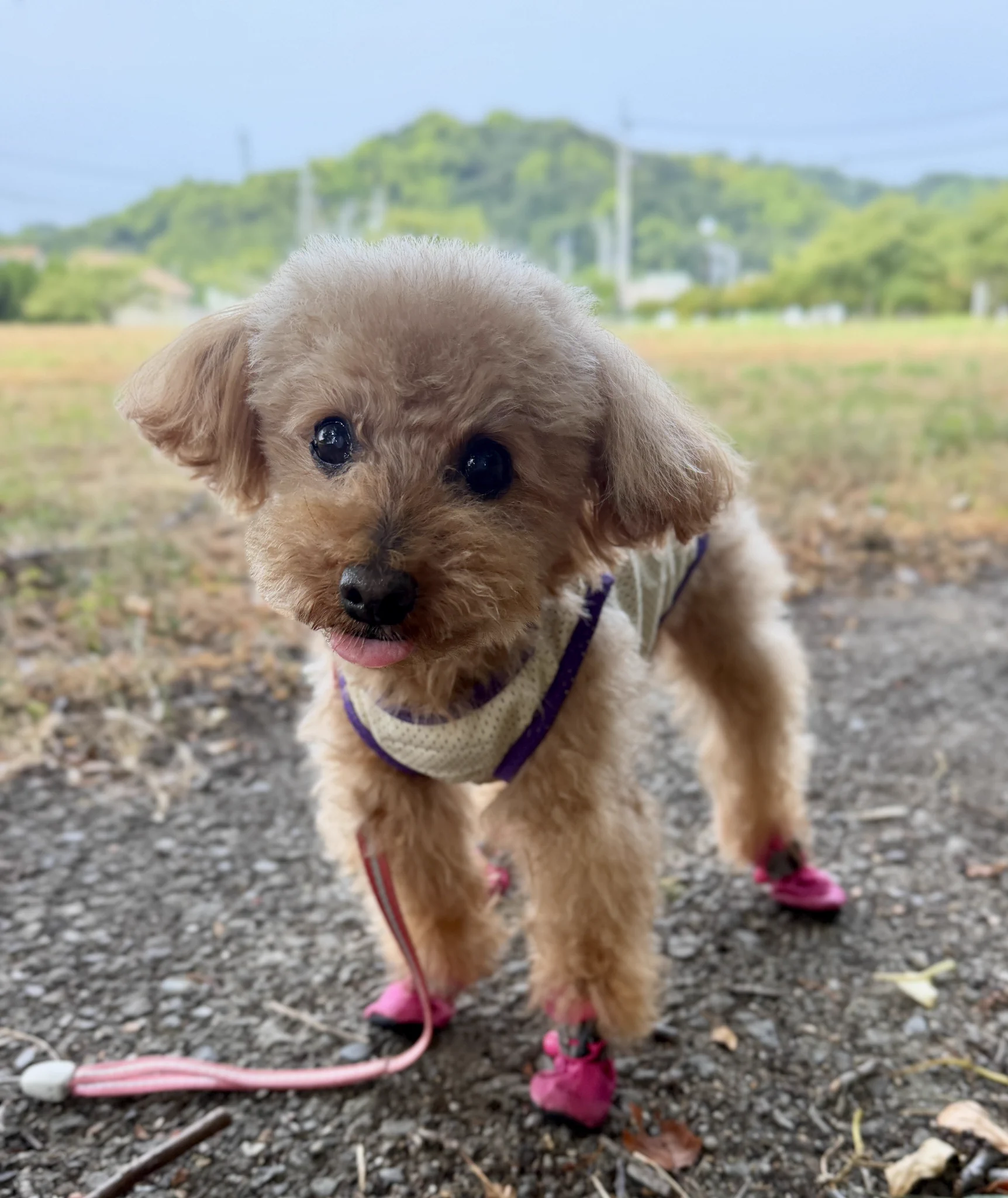 ここあ🐶13歳シニア犬 on X: 