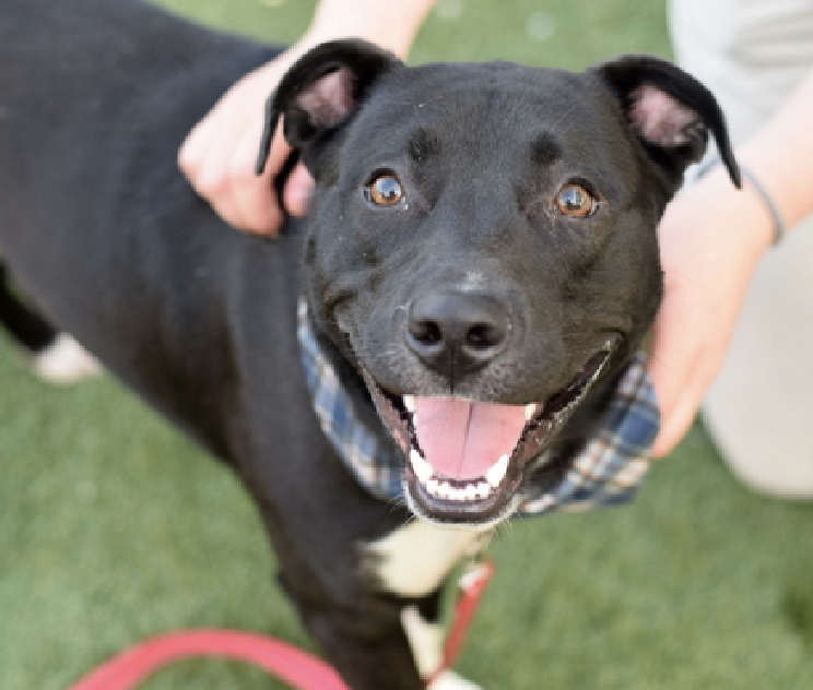 adoptadog39's tweet photo. Did you forget Crown?! 130 days now.
Handsome boy loves adventures! Loves walks & attention, very smart and has great house manners. He has great notes from his last foster, and likes to learn!
He will be a great adventure companion!
#nycACC #NYC
#adopt #foster #rescuedogs https://t.co/sCIUySJZo8