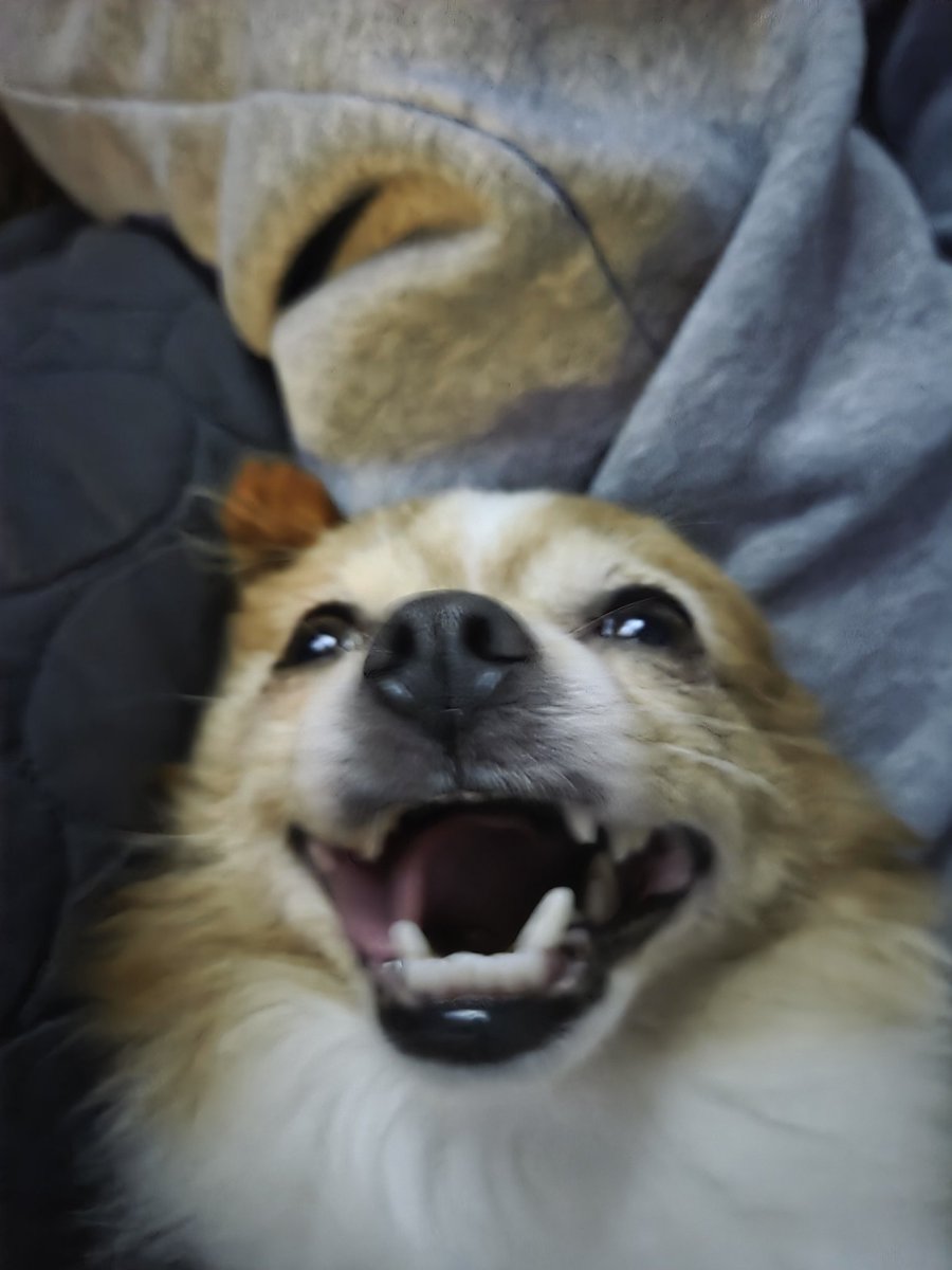 vel_masu's tweet photo. Diamond Bear! She is a Pomeranian Terrier mix and 7 years old now~

She clingly, loves cuddles, turns into a helicopter sometimes, and a very good girl 💜
#K9PETS https://t.co/vzfPyeEpLM