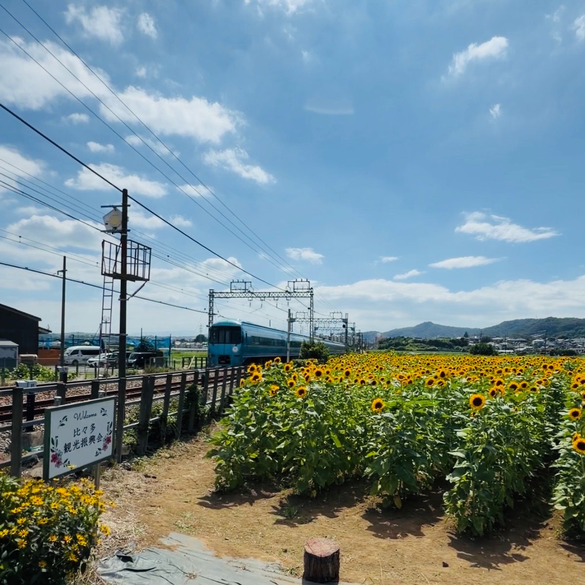 myPlayfulTown's tweet photo. 串橋ひまわり畑へ

先日「伊勢原さんぽ」の途中で串橋にあるひまわり畑へ訪れました。
小田急線路沿いに咲いたひまわりは夏らしさを感じさせてくれました。🌻

後日伊勢原さんぽとして動画をアップする予定なので、ご期待ください！

#伊勢原市
#ひまわり畑
#夏
（谷崎） https://t.co/FBfJoBa1VQ