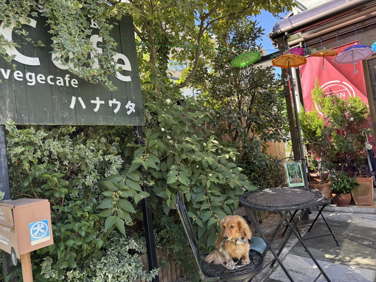 belltterxx's tweet photo. 🐕ベルさんとの休日
vegan cafeで飼い主👩は栄養補給してきました🌱ベルさん、静かで良い子でした🐕
今月のメニューは、胡麻と豆腐の濃厚ダレの韓国冷麺コングクス🍜&amp;チヂミ&amp;薬飯。すごく美味でした😍
#ダックスフンド
#ミニチュアダックスフンド
#トゥクトゥク犬
#vegecafeハナウタ https://t.co/0pT7lGxOuC
