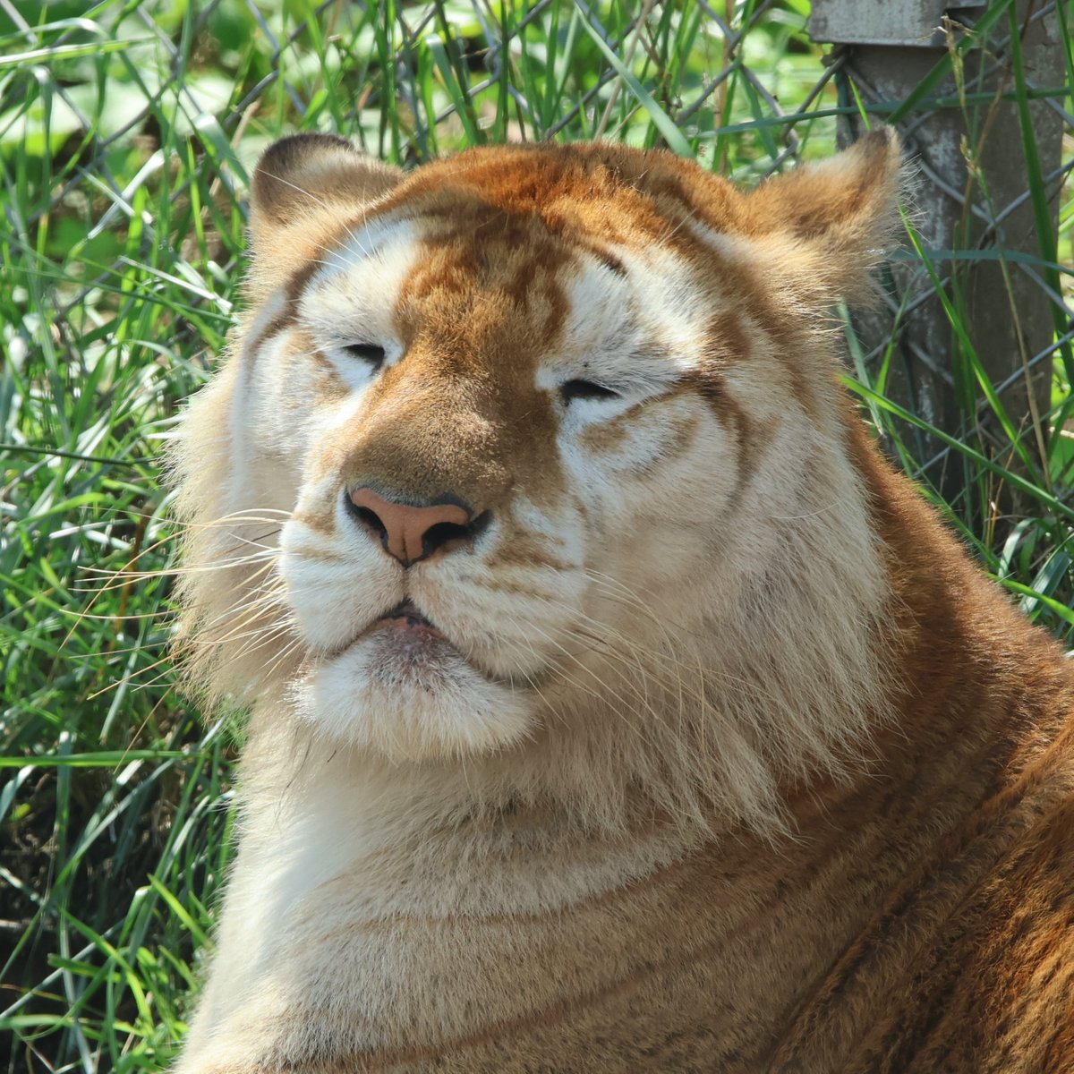 africansafari1's tweet photo. アップめで🐯

#ベンガルトラ 
#アフリカンサファリ https://t.co/clG8jwFpDR
