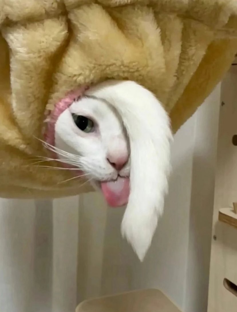 lilibraincell's tweet photo. G-dragon as a cat https://t.co/hWJRjXTHgS