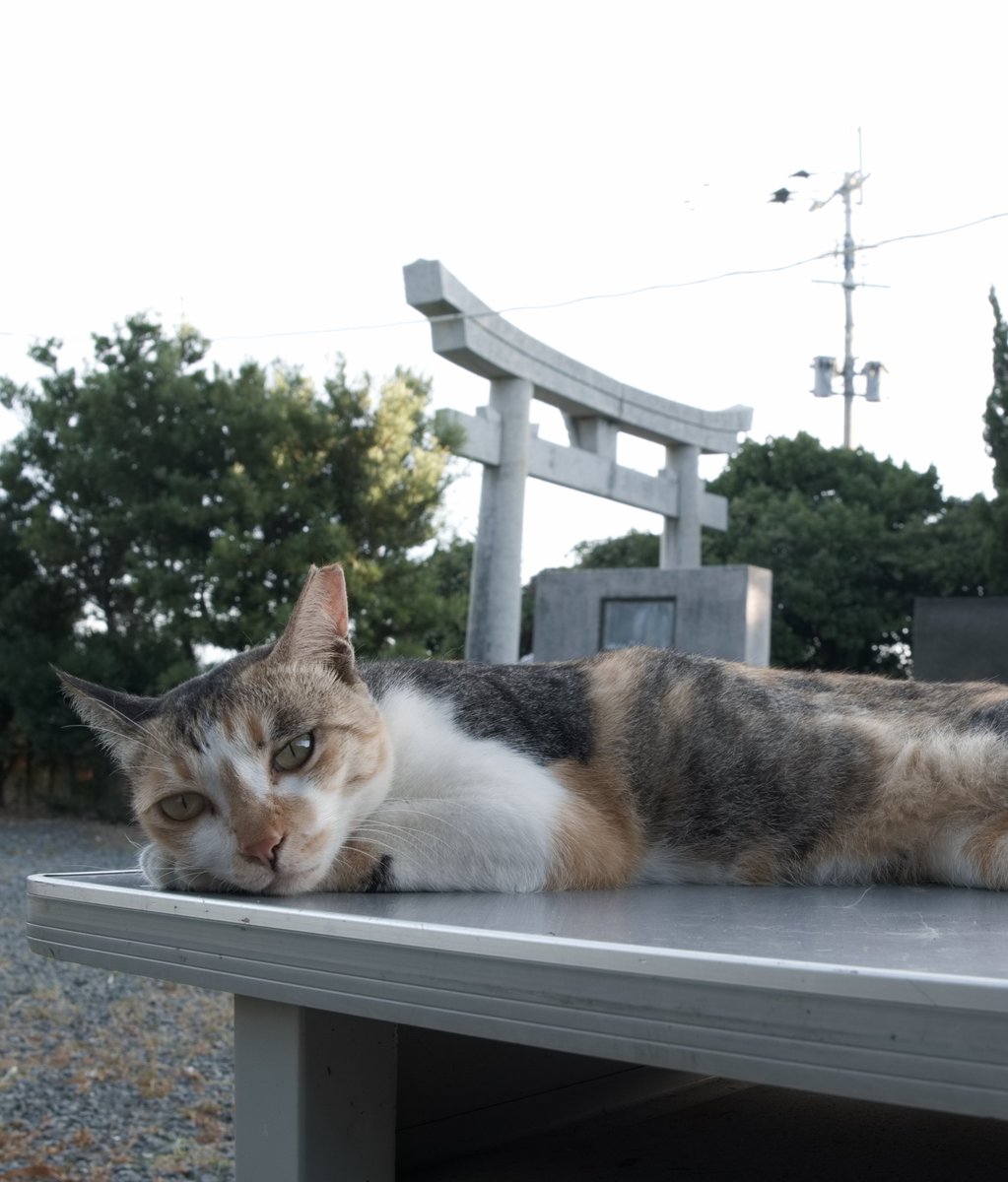 predictabo's tweet photo. 神社の境内にて、おくつろぎの猫

#猫
#ねこ
#ねこ部
#ねこかわいい
#cat
#japan https://t.co/JVSe877Y8L