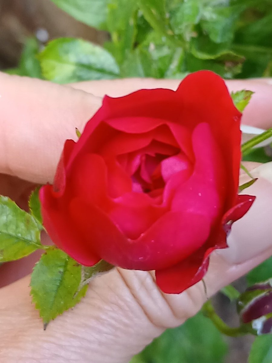 clairywairy88's tweet photo. Good morning all. So, my beautiful minature #RedRoses πΉ #RoseBuds keep on coming. Wishing you all a Happy Monday and new week.x β€οΈ #AugustSunshine βοΈ https://t.co/T0fzW7VGJT
