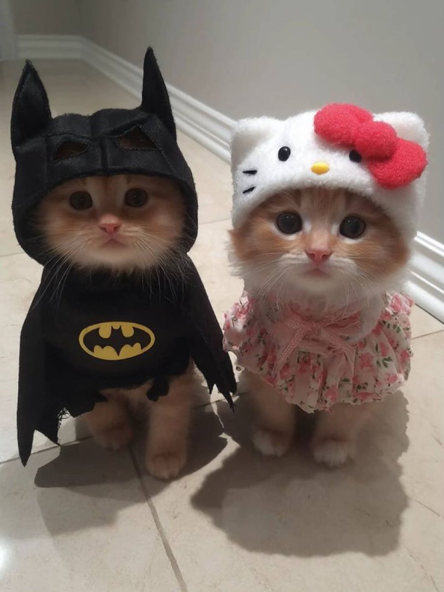 catsworldaura's tweet photo. https://t.co/DHapQeHzpm