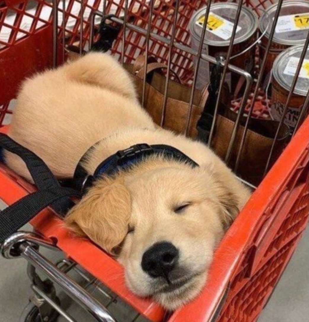 puppies_video's tweet photo. Puppie loves sleeping mood https://t.co/9l7DJIqGOV