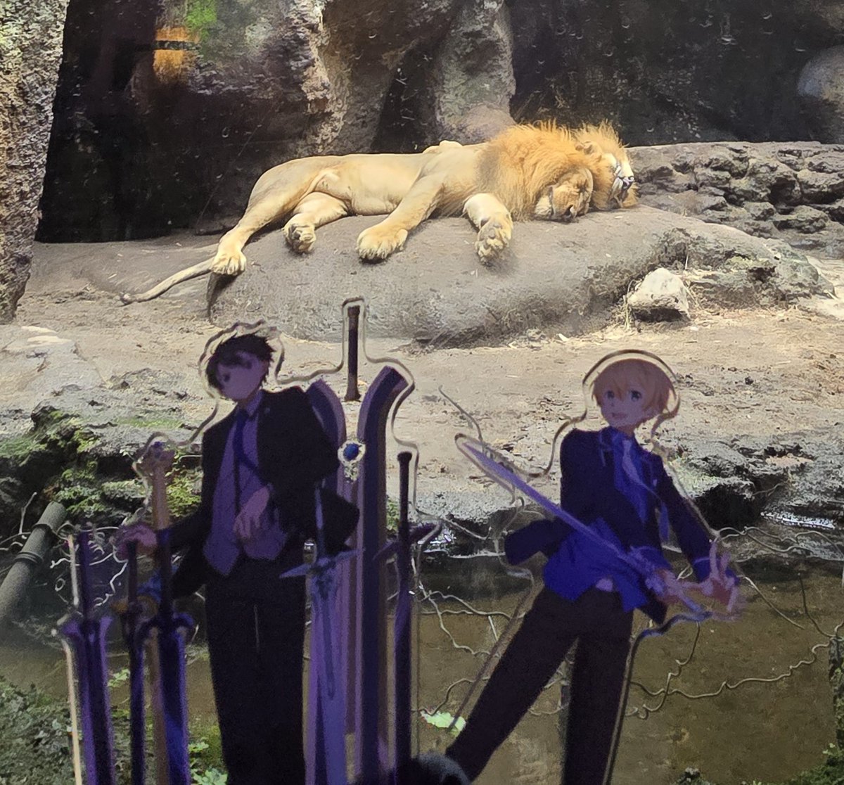 EternalHorizon9's tweet photo. 今日は #世界ライオンの日 です!!
そしてまた、ここに2025年1月8日に動物園を訪れた際に僕が撮った僕のEXユージオとキリトアクリルスタンド、と僕の星空ユージオアクリルスタンドとライオンたちの写真がいくつかあります!! ✨📷

📸 2025/01/08
＃ユージオ ＃キリト ＃SAO ＃写真家 ＃写真撮影 https://t.co/GaEGJMtaY4