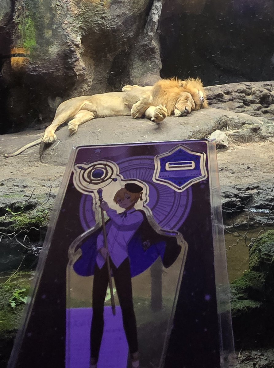 EternalHorizon9's tweet photo. 今日は #世界ライオンの日 です!!
そしてまた、ここに2025年1月8日に動物園を訪れた際に僕が撮った僕のEXユージオとキリトアクリルスタンド、と僕の星空ユージオアクリルスタンドとライオンたちの写真がいくつかあります!! ✨📷

📸 2025/01/08
＃ユージオ ＃キリト ＃SAO ＃写真家 ＃写真撮影 https://t.co/GaEGJMtaY4