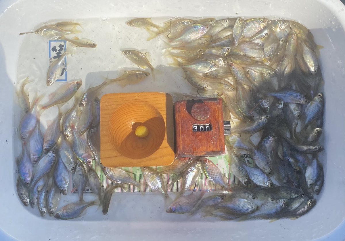 Tanago83's tweet photo. 本日の薔薇🌹鱮🐟釣り🎣

第2ホーム池へ  🚙➰
昨日のプチ遠征の疲れと､この厳しい暑さ🥵　早目の納竿に 😅 https://t.co/nE7KMd75hA