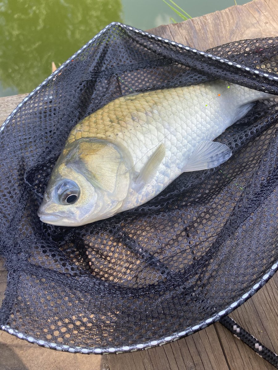 Tanago83's tweet photo. 本日の薔薇🌹鱮🐟釣り🎣

第2ホーム池へ  🚙➰
昨日のプチ遠征の疲れと､この厳しい暑さ🥵　早目の納竿に 😅 https://t.co/nE7KMd75hA
