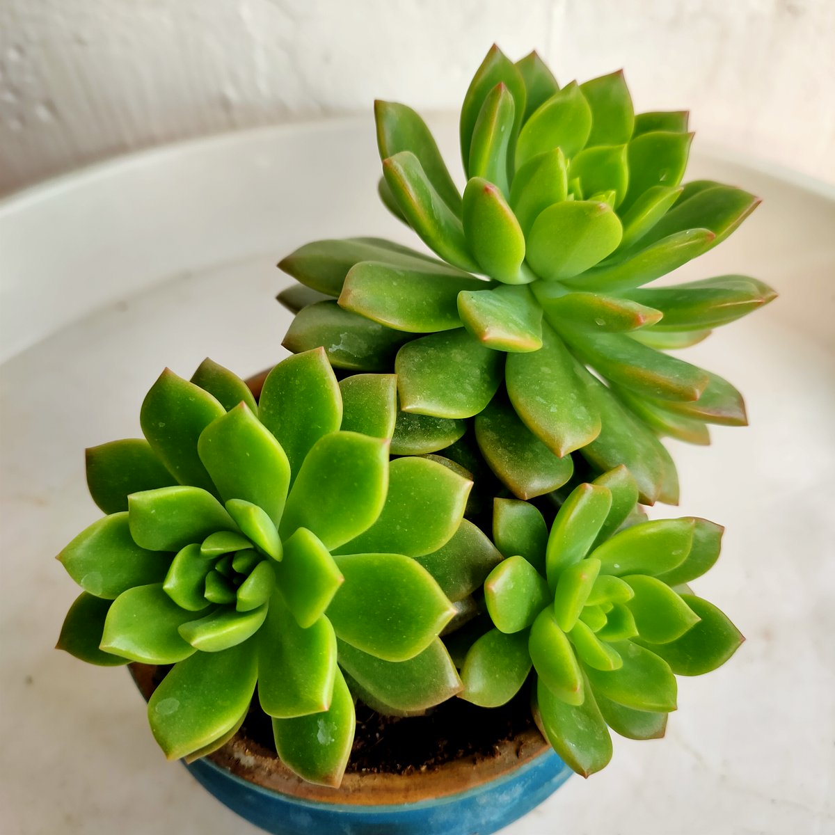 boneandwild1's tweet photo. Pro tip: Water your succulents only when the soil is fully dry (usually 1-2 weeks) to keep them plump u0026 happy! No overwatering = healthy tiny green gems. https://t.co/ENjeoYzezP