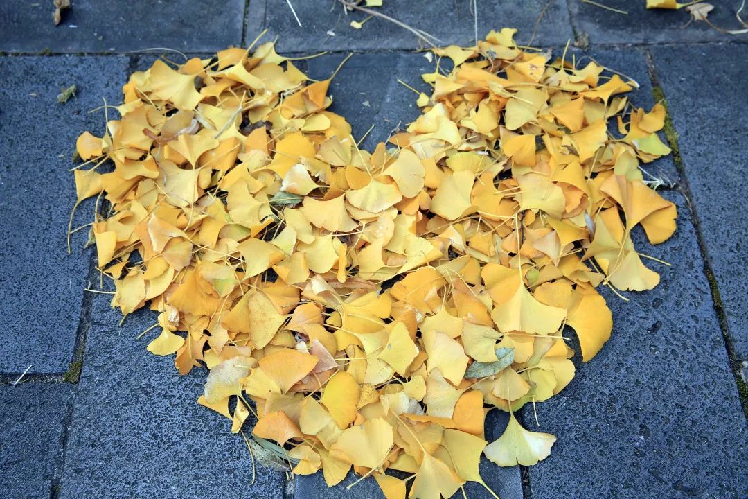 NovaBolodo's tweet photo. Chilly autumn breeze and golden leaves  Perfect for a warm cup of coffee and a cozy walk today!， https://t.co/SBapY4YcdA