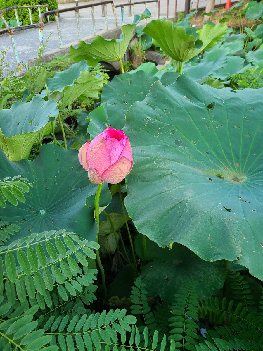 gessenryu56612's tweet photo. 不忍池／蓮花
咲き始めの蓮花が一番良い香りがします😊 https://t.co/albTlftPzV